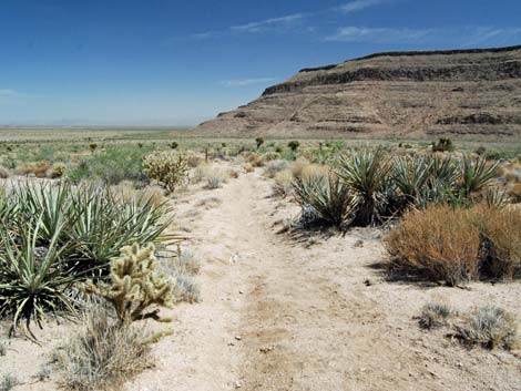 Wild Horse Spur Trail