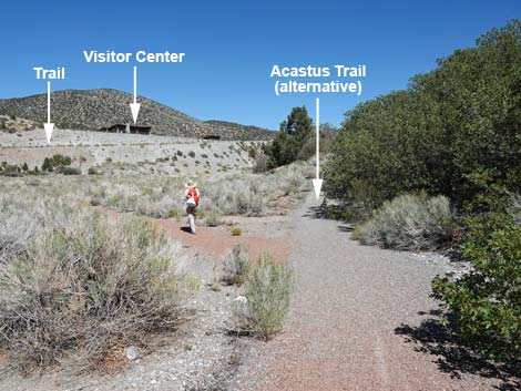 Acastus Trail