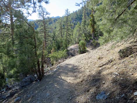 Bonanza Peak Trail