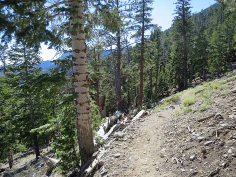 Bonanza Peak Trail