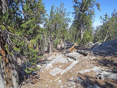 Bonanza Peak Trail