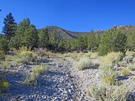 Bonanza Peak Trail