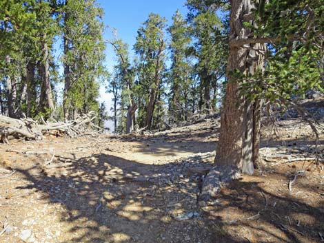 Bonanza Peak Trail