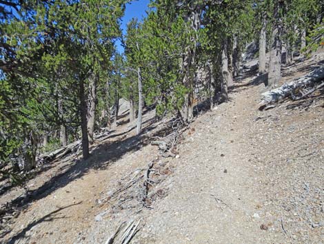 Bonanza Peak Trail