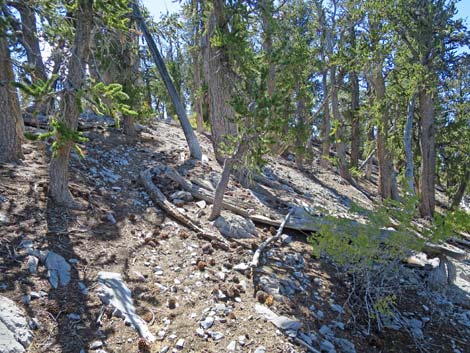 Bonanza Peak Trail