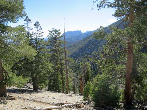 Bonanza Peak Trail