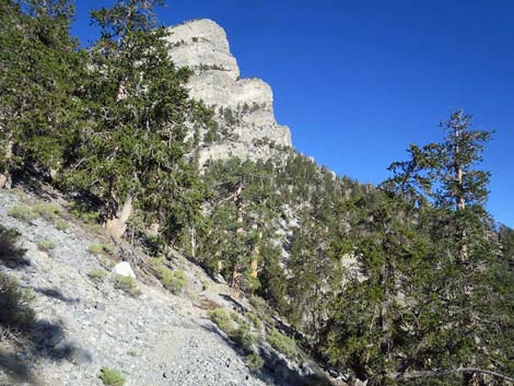 Bonanza Trail