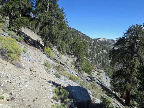 Bonanza Trail