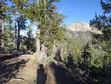 Bonanza Trail