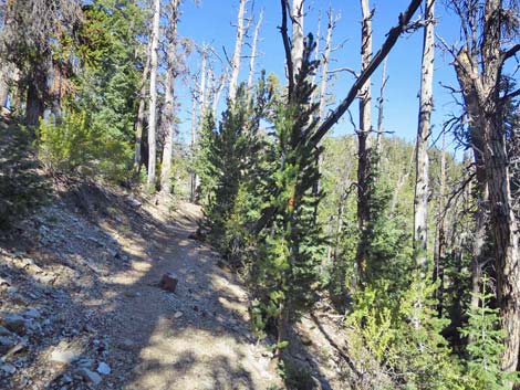 Bonanza Trail