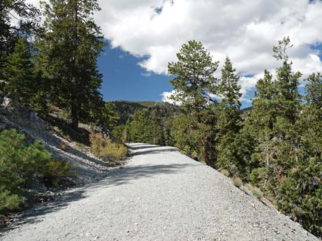 Bristlecone Trail