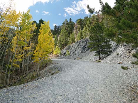 Bristlecone Trail