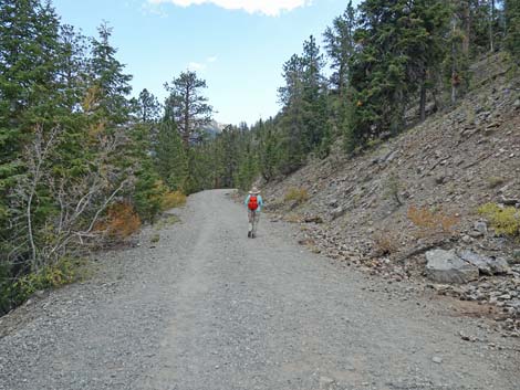 Bristlecone Trail