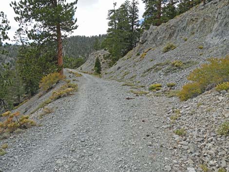 Bristlecone Trail