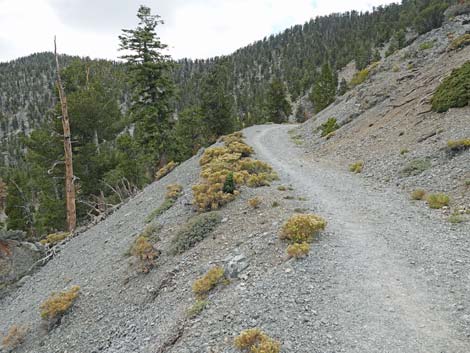 Bristlecone Trail