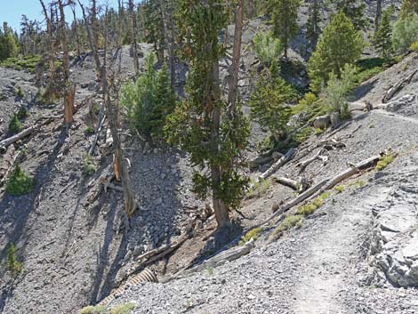 Bristlecone Trail