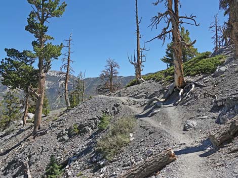 Bristlecone Trail