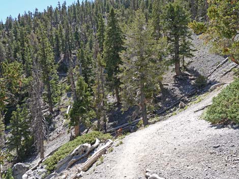 Bristlecone Trail