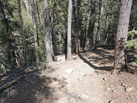 Bristlecone Trail