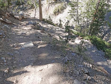 Bristlecone Trail