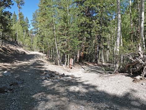 Bristlecone Trail