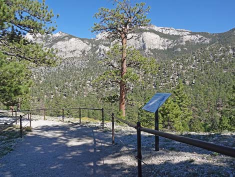 Bristlecone Trail