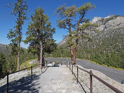 Bristlecone Trail