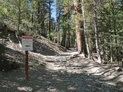 Bristlecone Trail