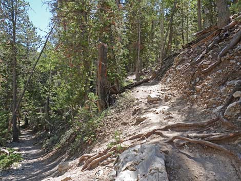 Bristlecone Trail