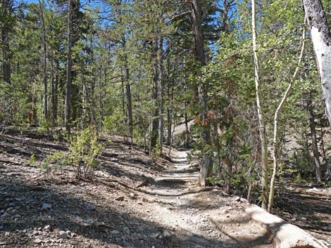 Bristlecone Trail