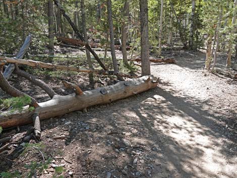 Bristlecone Trail