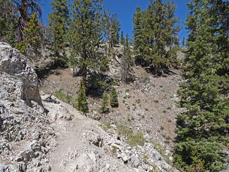 Bristlecone Trail