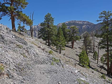 Bristlecone Trail