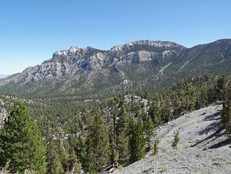 Bristlecone Trail