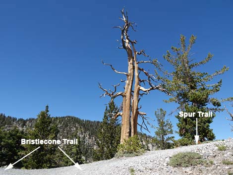 Bristlecone Trail