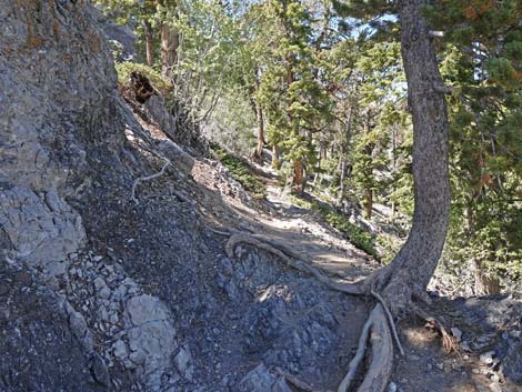 Bristlecone Trail