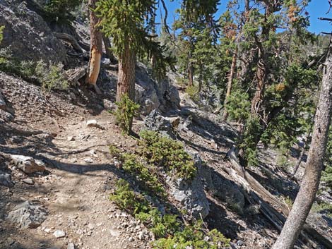 Bristlecone Trail