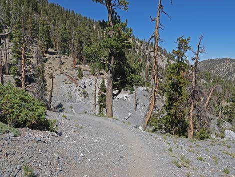 Bristlecone Trail