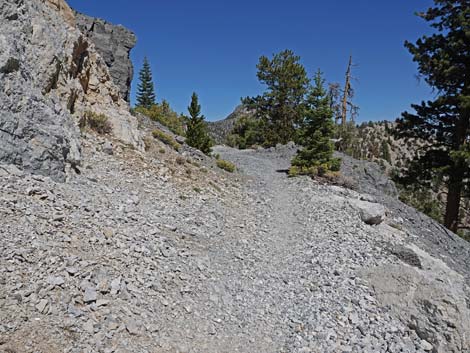 Bristlecone Trail