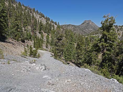 Bristlecone Trail