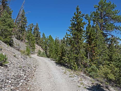 Bristlecone Trail