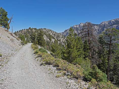 Bristlecone Trail