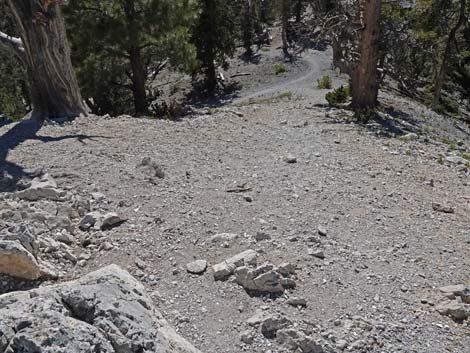 Bristlecone Trail