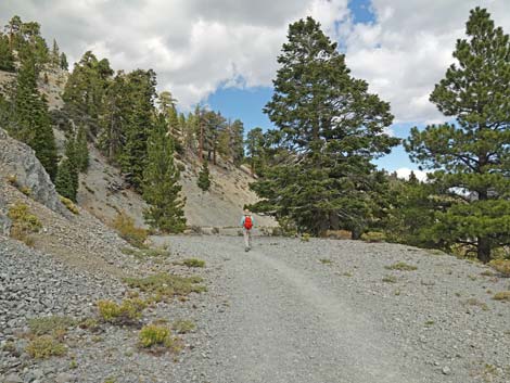 Bristlecone Trail