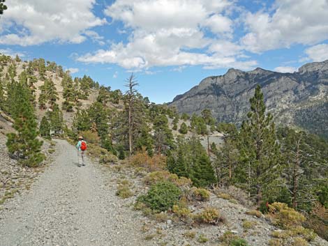 Bristlecone Trail