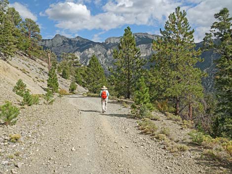 Bristlecone Trail