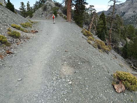 Bristlecone Trail