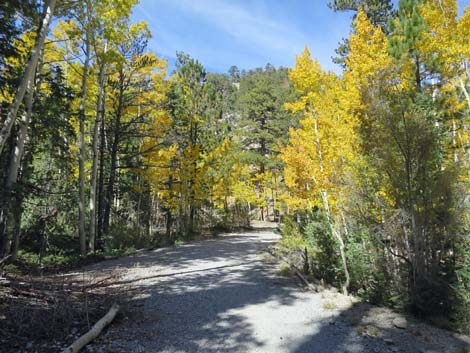 Bristlecone Trail