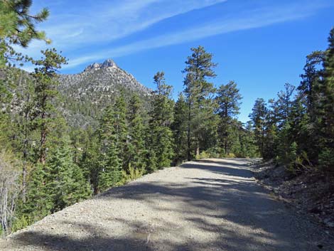 Bristlecone Trail