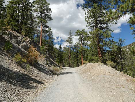 Bristlecone Trail